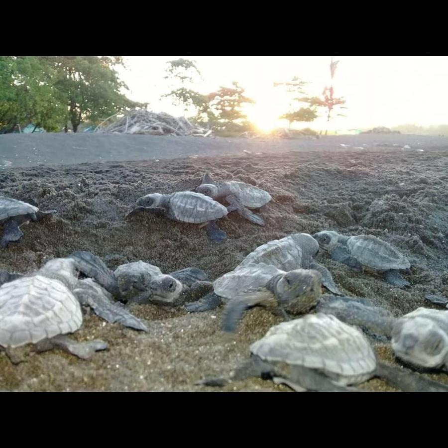Ostional Wildlife Refuge Villas Punta India מראה חיצוני תמונה
