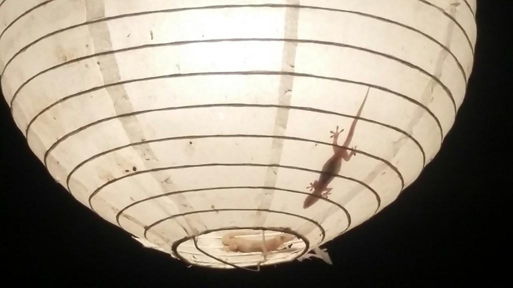Ostional Wildlife Refuge Villas Punta India מראה חיצוני תמונה